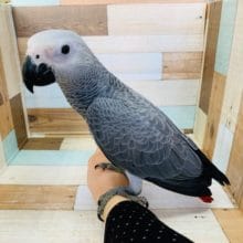 検査結果でました！ヨウムのヒナですよ♪