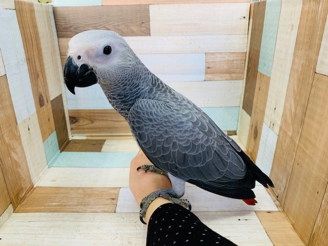 検査結果でました！ヨウムのヒナですよ♪