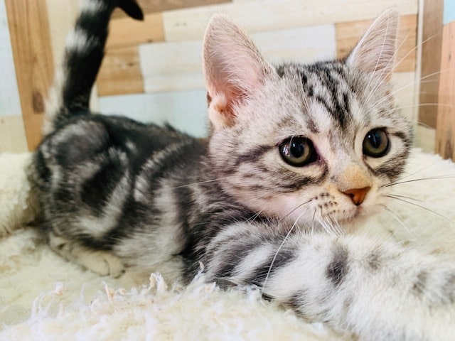 人が大好きなアメショーちゃんです♪