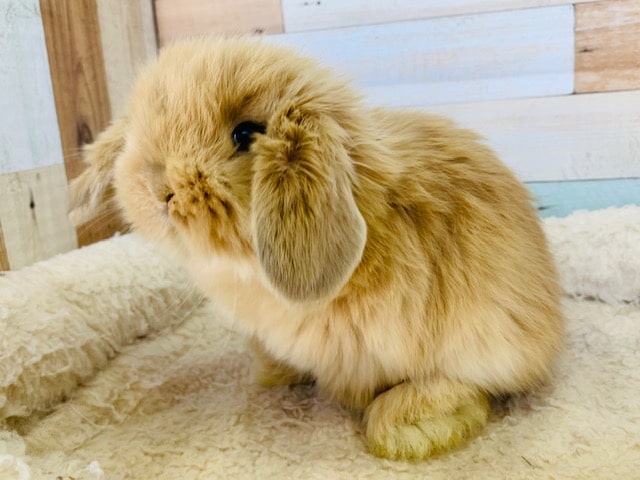 もふもふもこもこなロップイヤーがきました♡　