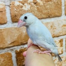 色が変わりました！シルバー鳥さん♪