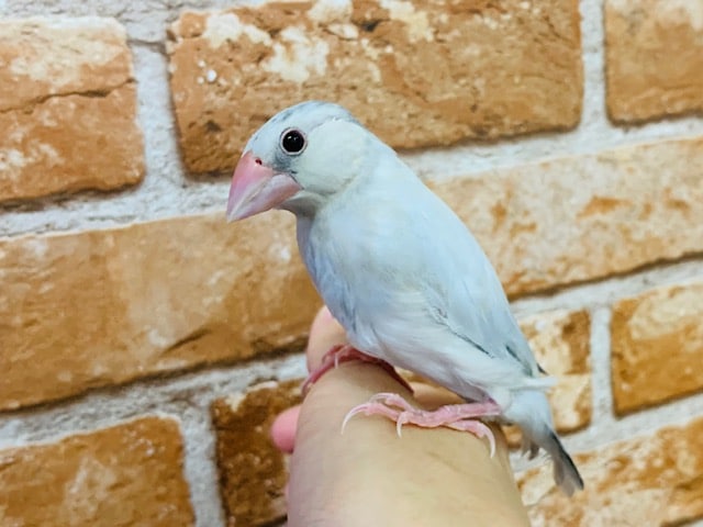 色が変わりました！シルバー鳥さん♪