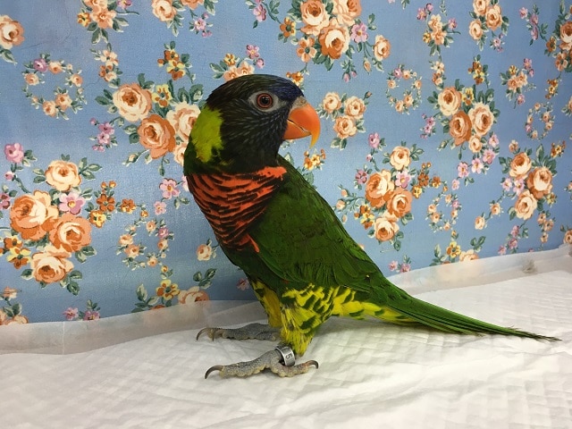 色鮮やかなゴシキセイガイインコ　２０１８年３月生まれ