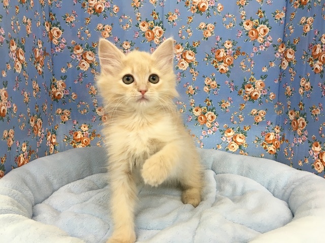 ライオンみたいなマンチカン（クリーム）男の子　入舎！