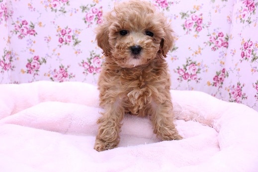 人気No.1犬種!!　トイプードルの女の子　2020.2/10入舎