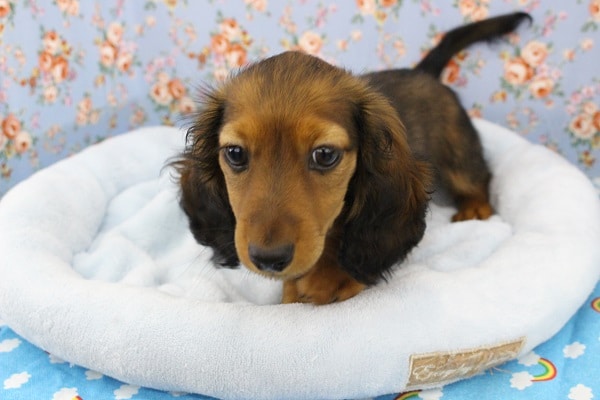 店長イチオシ！ミニチュアダックス・男の子！