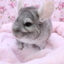 モフモフの化身!!　チンチラ“ブロンズカラー”の男の子