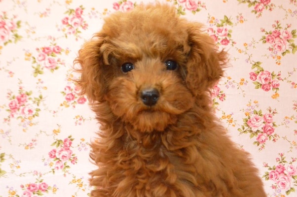 しっぽブンブン！　トイプードルの女の子♪　最新画像更新！