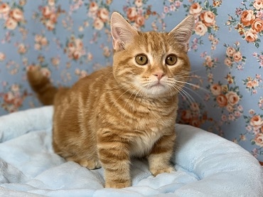 マンチカン　レッドタビーの男の子　２０１９年１１月２０日生まれ