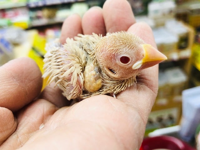 シナモンブンチョウ　ヒナ　よちよち歩きが可愛い！