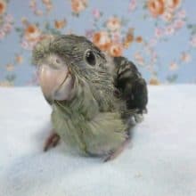 手乗りサザナミインコ　モーヴ　１２月５日
