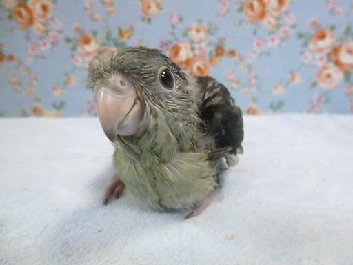 手乗りサザナミインコ　モーヴ　１２月５日