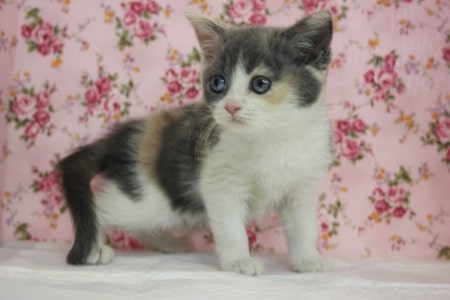 3/15 これからは立ち耳がスタンダード！　スコティッシュフォールド入舎！