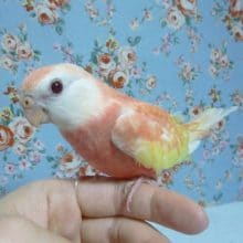 手乗りアキクサインコ　ルビノー　３月１日