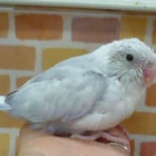 マメルリハ　パステルコバルトヘビーパイド　２０１９年２月生まれ