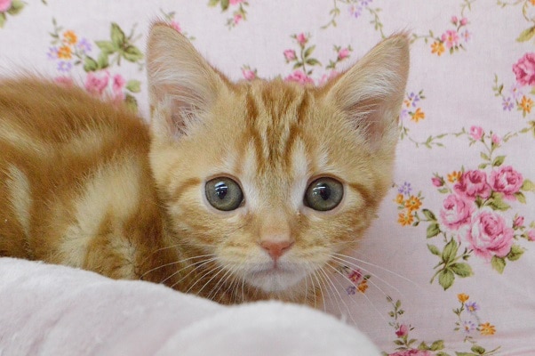 お腹見せちゃう💛マンチカンちゃん