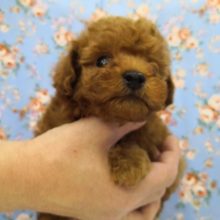 わちゃわちゃトイプードルくん♪