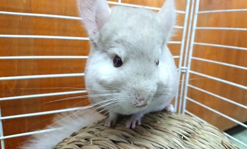 可愛いよ～　チンチラ　シナモン　2020年03月27日撮影