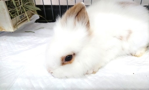 久々にやってきました！ライオンラビット♪