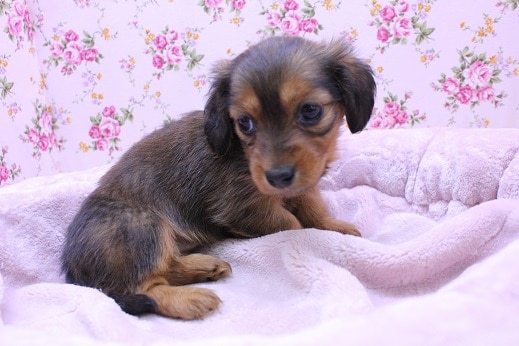 遊ぶの大好き!!　ミニチュアダックスフンドの女のコ 2020.3/6入舎