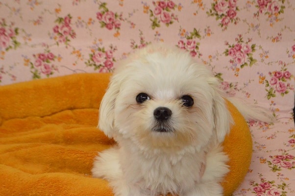 あざとすぎる！？チワワ×マルチーズの女の子💛