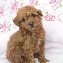 ちっちゃーい！トイプードルちゃん♪