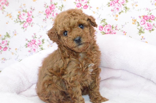 ちっちゃーい！トイプードルちゃん♪