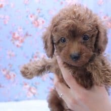 人気No.1!! トイプードルの男のコ 2020.3/30入舎