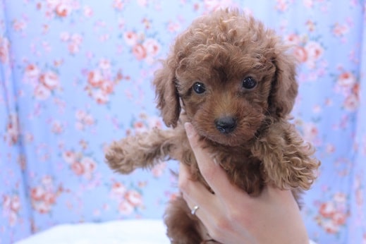 人気No.1!! トイプードルの男のコ 2020.3/30入舎