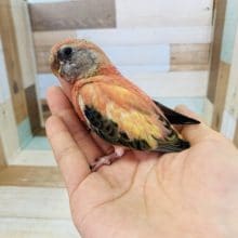 ひなひなの秋草インコローズさん♪