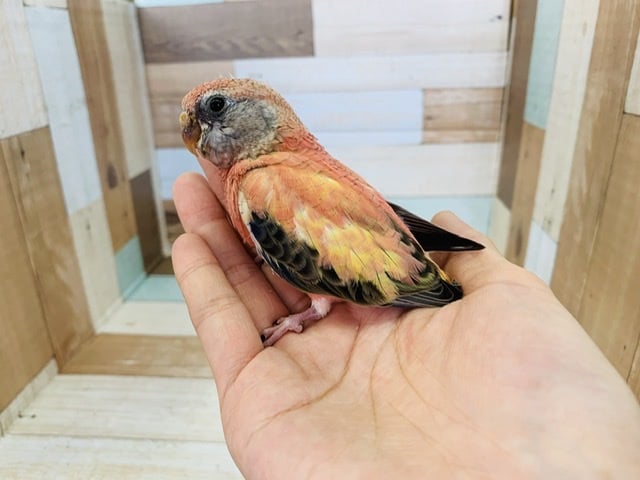 ひなひなの秋草インコローズさん♪