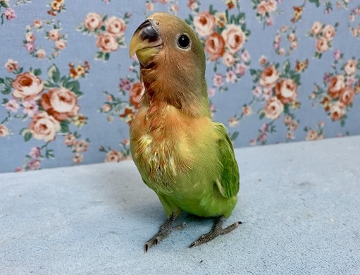 手乗りコザクラインコ　オパーリン　３月１８日