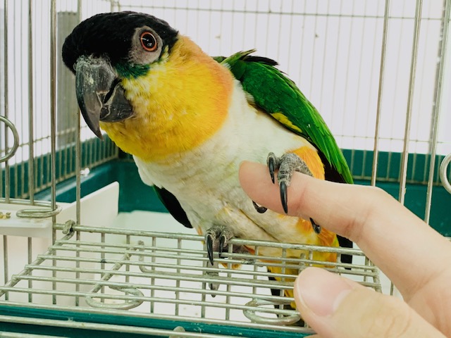 ～追記～かまってちゃんなズグロシロハラインコさん♪