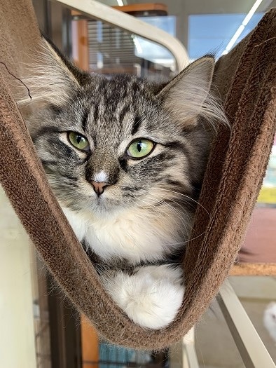 最新画像載せました！ノルウェージャン・フォレストキャットおっとりさん！2020年4月12日撮影