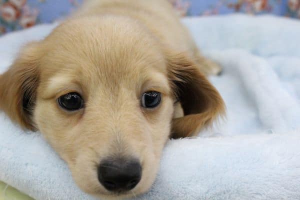 人気のわんこ！ミニチュアダックスきましたっ