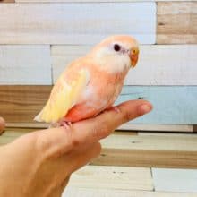 当店で人気のアキクサインコルビノーが入舎です！