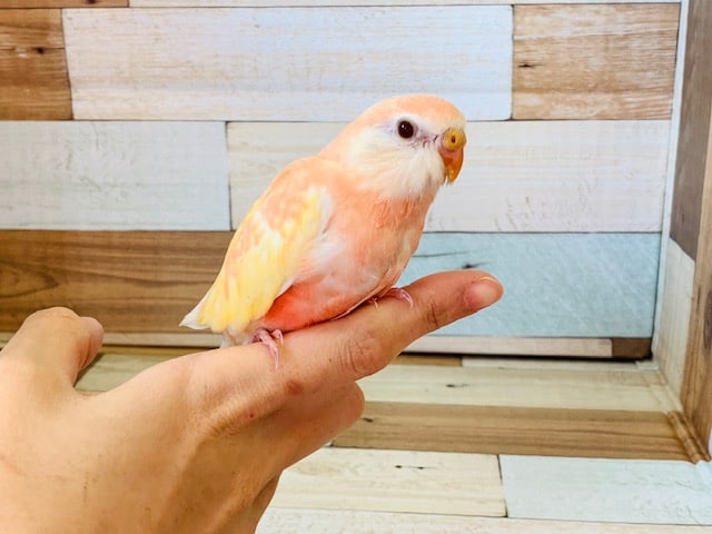 当店で人気のアキクサインコルビノーが入舎です！