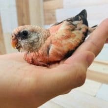 大人気！ローズ秋草さん♪