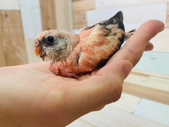 大人気！ローズ秋草さん♪