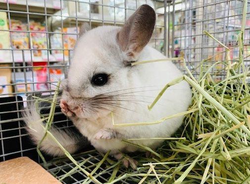 もふもふパイドチンチラさん♪