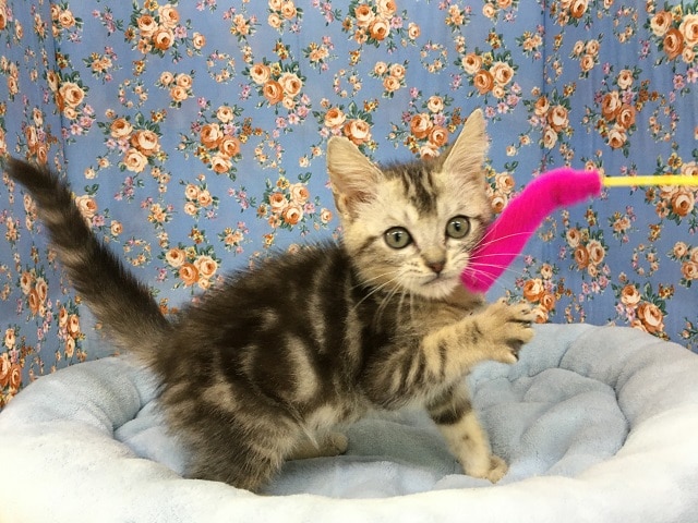 アメリカンショートヘアー（シルバータビー）男の子　入舎！！