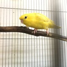 黄色が眩しい！サザナミインコさんきました！