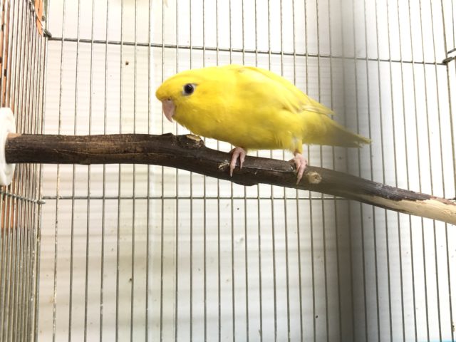 黄色が眩しい！サザナミインコさんきました！