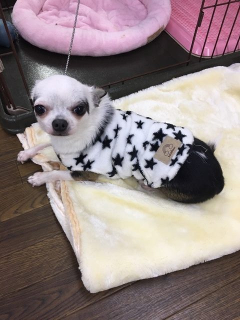 スムースチワワ（レッド＆ホワイト）女の子　登場！！