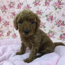 トイプードル（レッド）女の子　姉妹で入舎！！