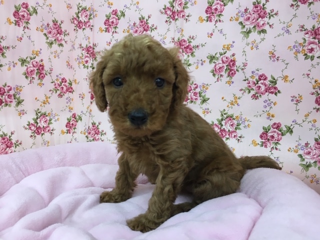 トイプードル（レッド）女の子　姉妹で入舎！！