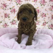 トイプードル（レッド）女の子　２０２０年２月８日生まれ