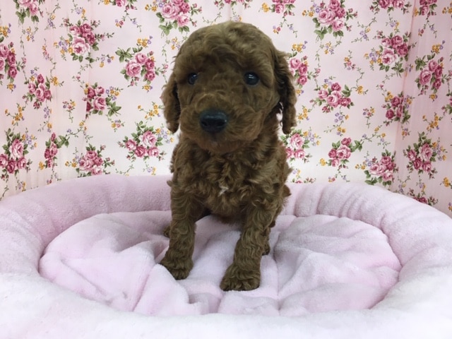 トイプードル（レッド）女の子　２０２０年２月８日生まれ