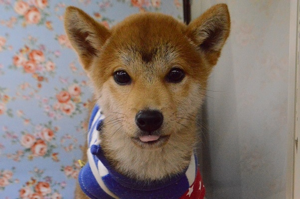 遊ぶの大好き！豆柴の男の子♪ 最新画像更新