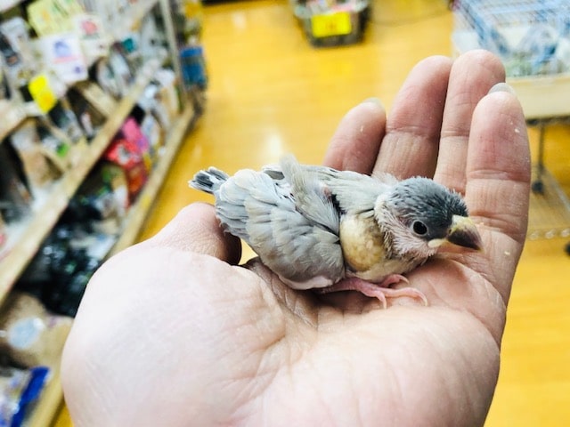 レアカラーのブンチョウ　パステルノーマル　雛入舎しました。